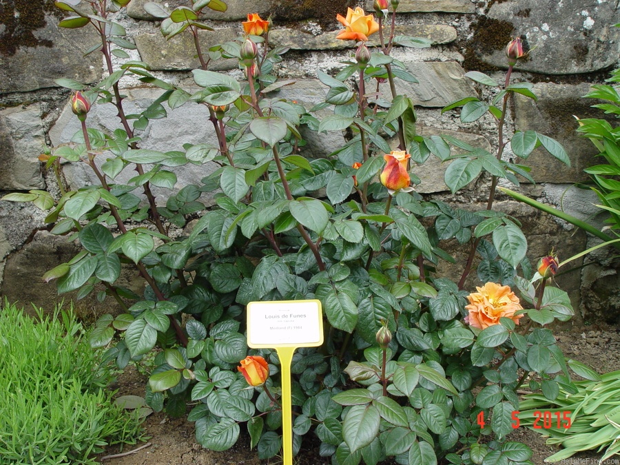 'Louis de Funès ®' rose photo