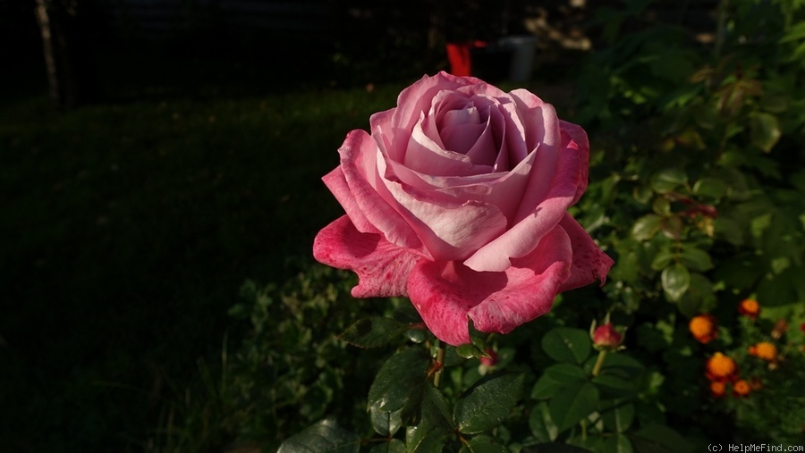 'Lavender Joy' rose photo