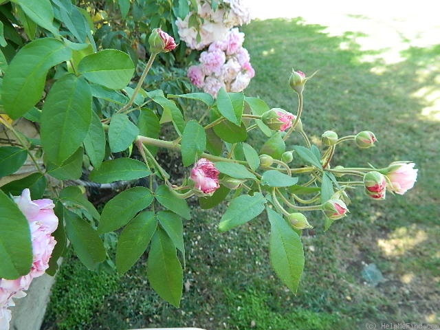 'Annie Laurie McDowell' rose photo