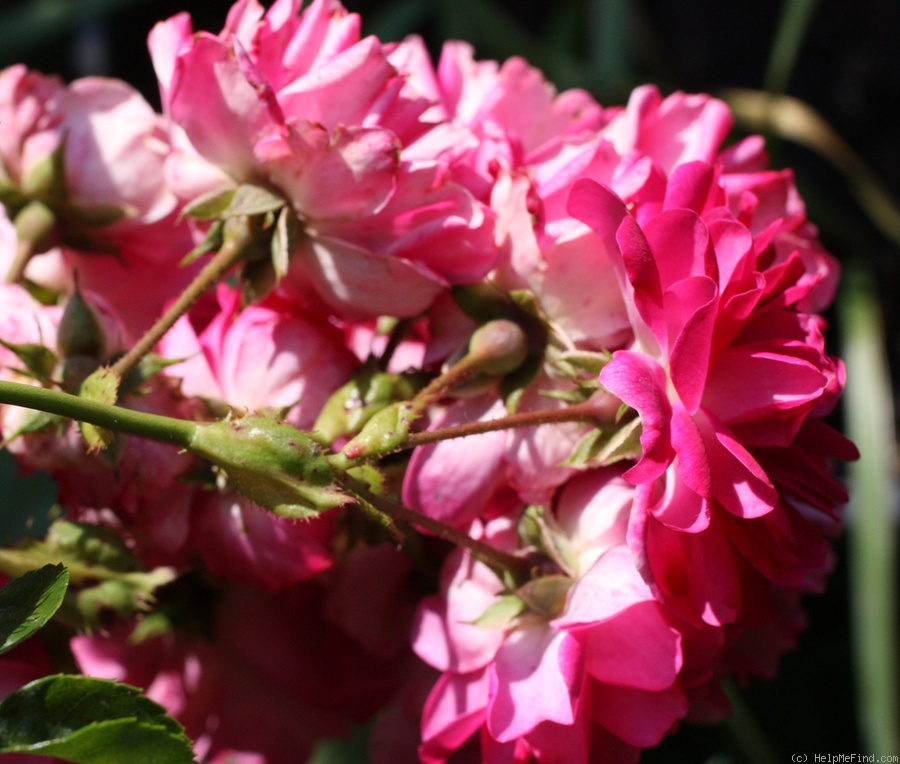 'Excelsa' rose photo