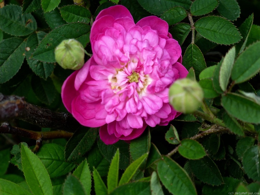 'Pompon de Bourgogne' rose photo