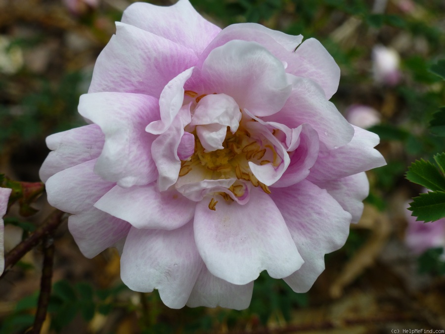 'Dominie Sampson' rose photo