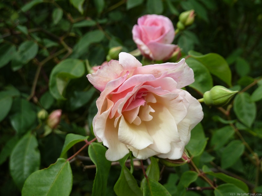 'Souvenir de Madame de Sablayrolles' rose photo