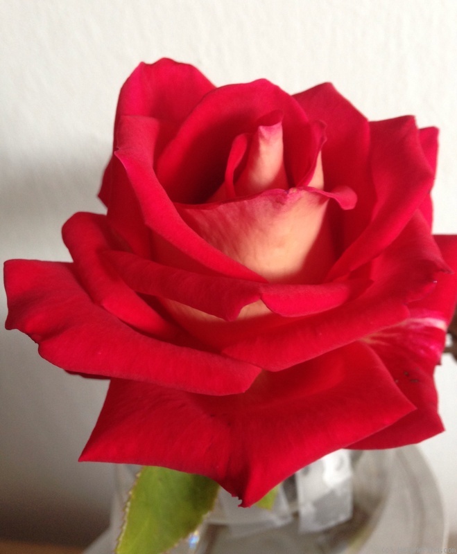 'Rosie O'Donnell' rose photo