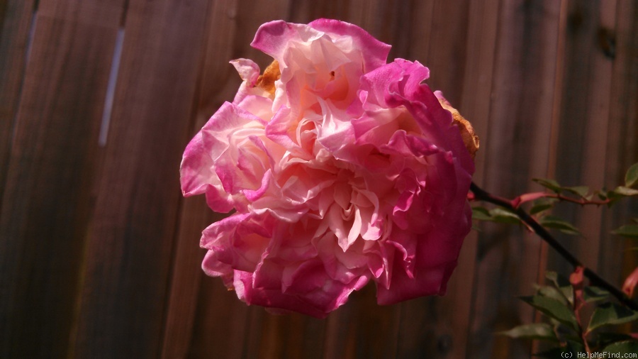 'Homère' rose photo
