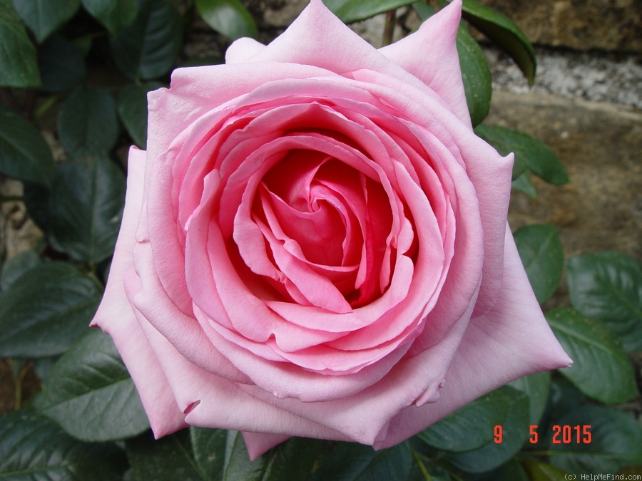 'Tino Rossi ®' rose photo