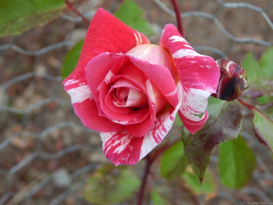 'Whizzbang (climber, Odegaard 2014)' rose photo