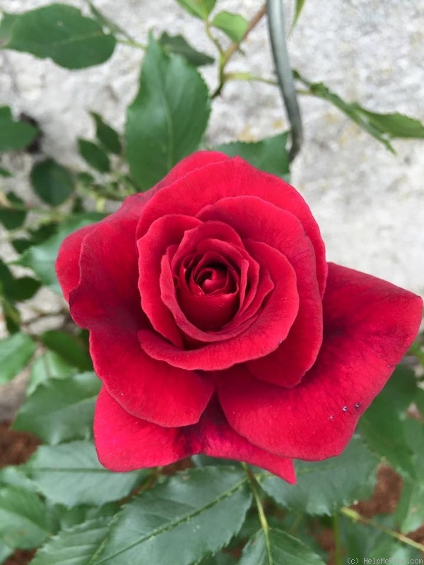 'Red Parfum ®' rose photo