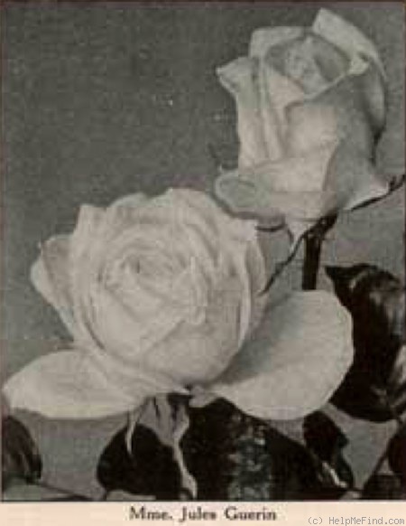 'Madame Jules Guérin' rose photo