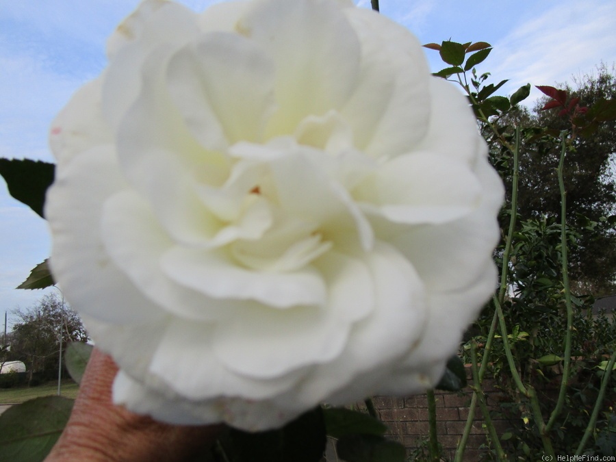 'Sugar Moon' rose photo