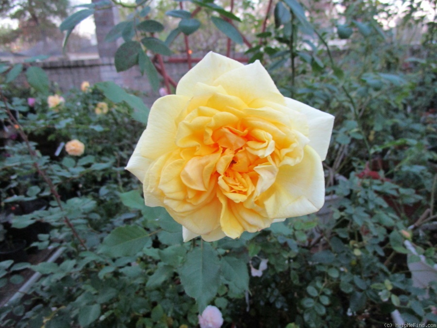 'Sterntaler ®' rose photo