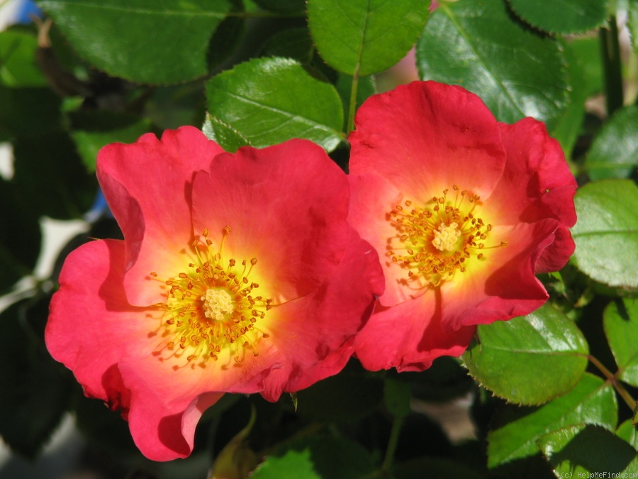 'Fruit Punch™' rose photo