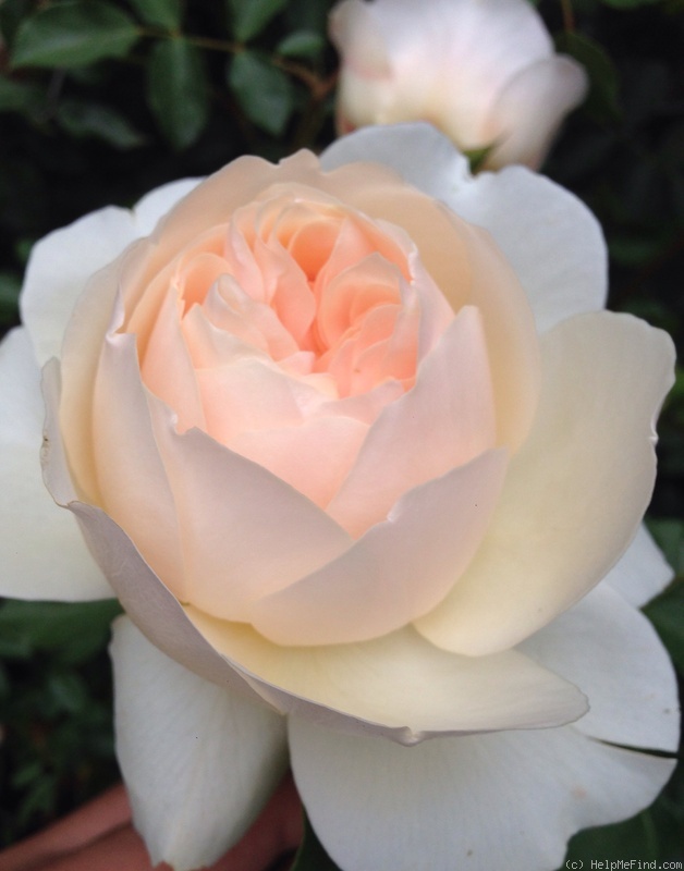 'Lichfield Angel' rose photo