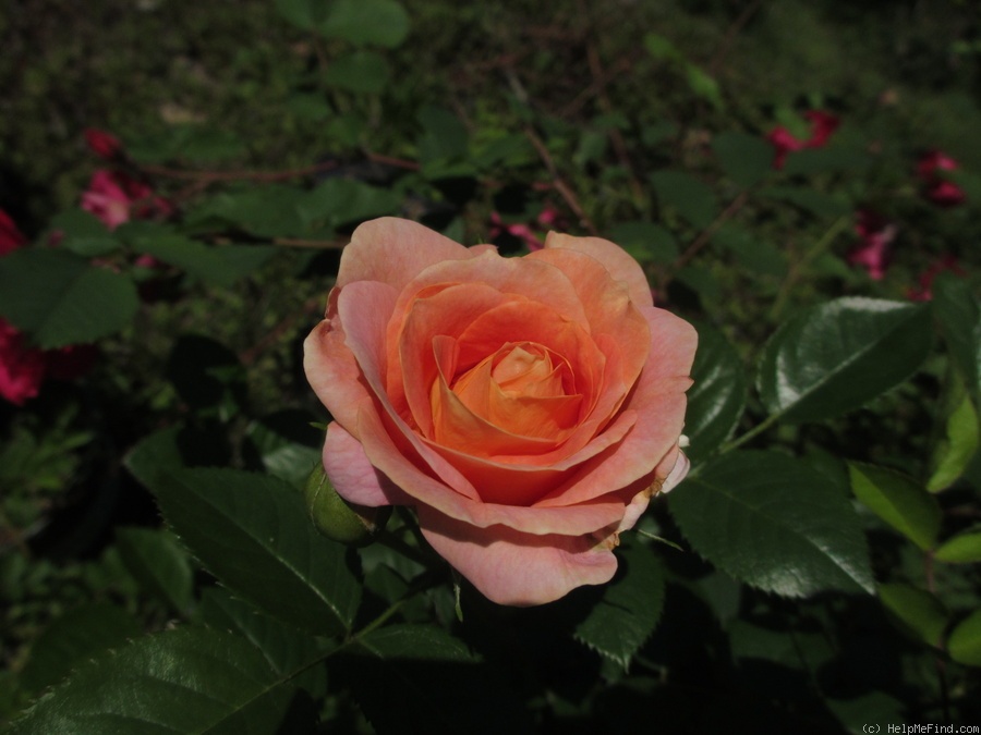 'Olds College Rose' rose photo