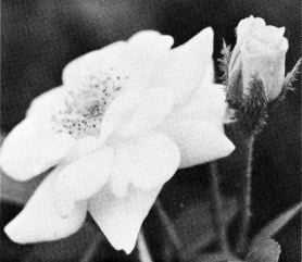 '81-70-9 (moss hybrid, Moore 1970)' rose photo