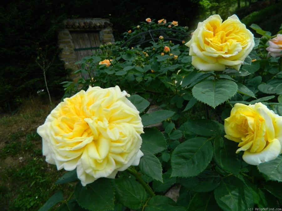 'Yellow Alchymist' rose photo