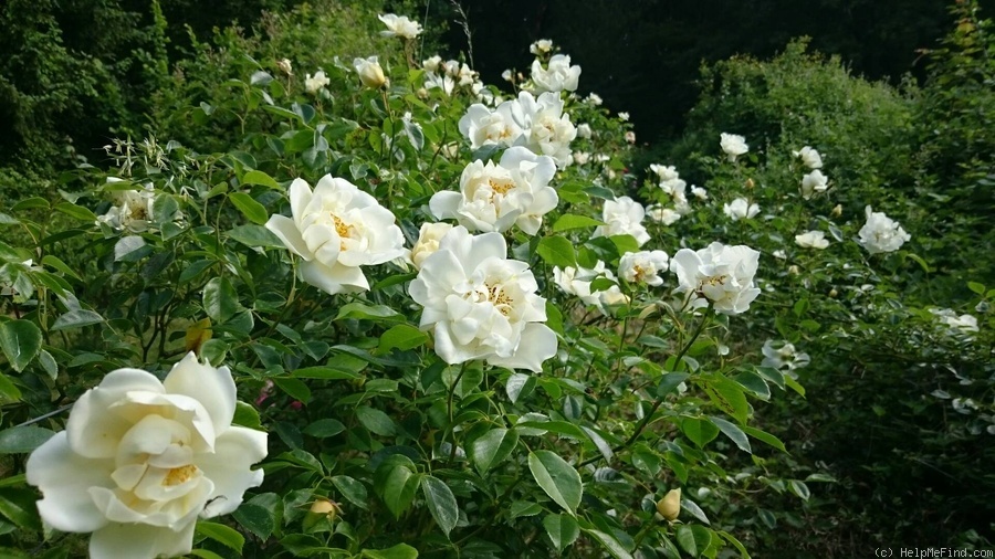 'City of York' rose photo