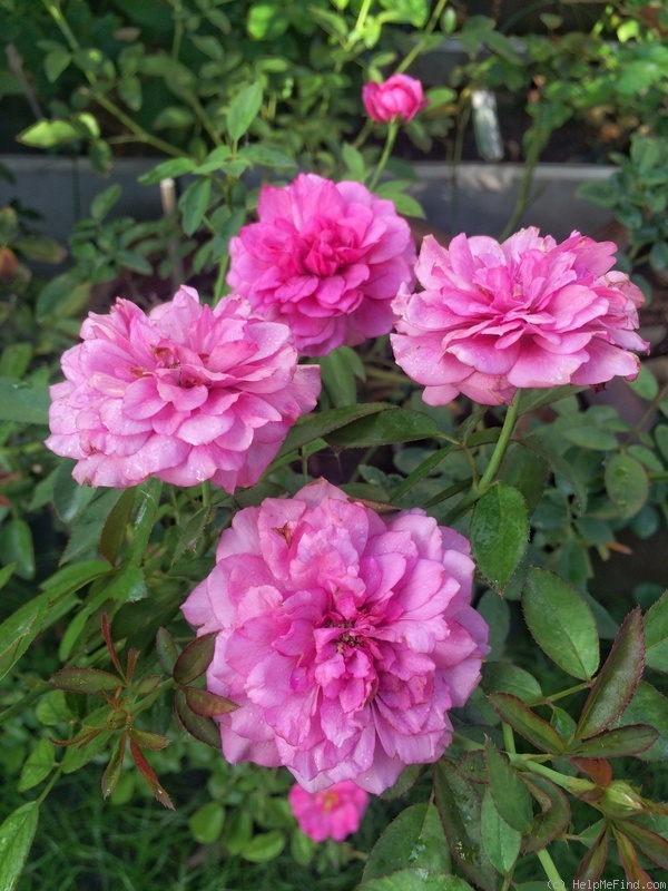 'Meena' rose photo