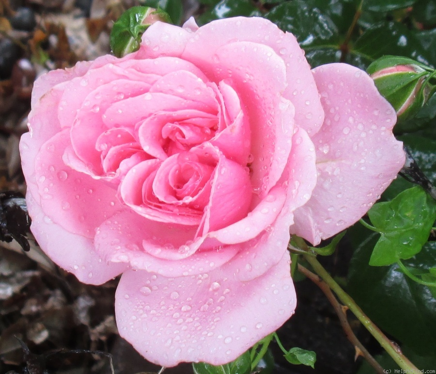 'Sister's Fairy Tale' rose photo