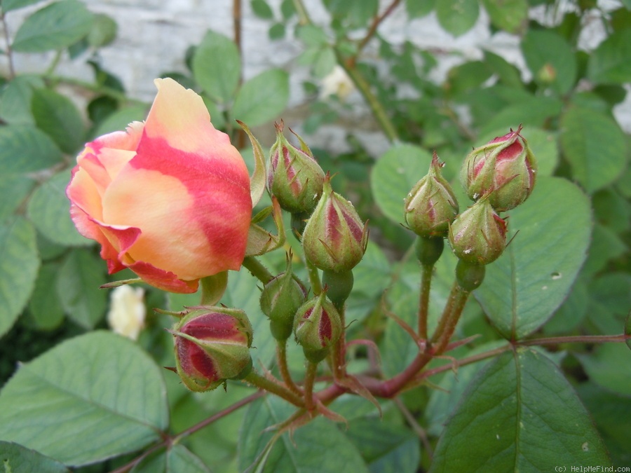 'Apricot Bells' rose photo