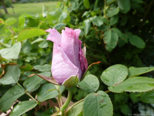 'Ripples' rose photo