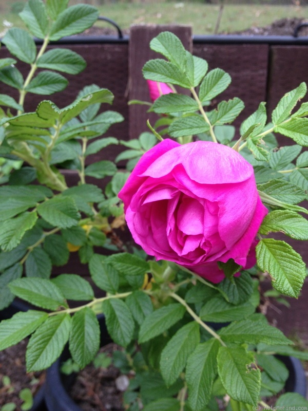 'Niree Hunter' rose photo
