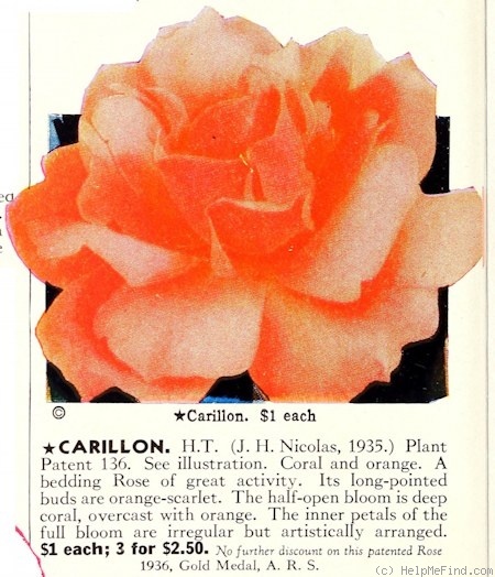 'Carillon (hybrid tea, Nicolas, 1935)' rose photo