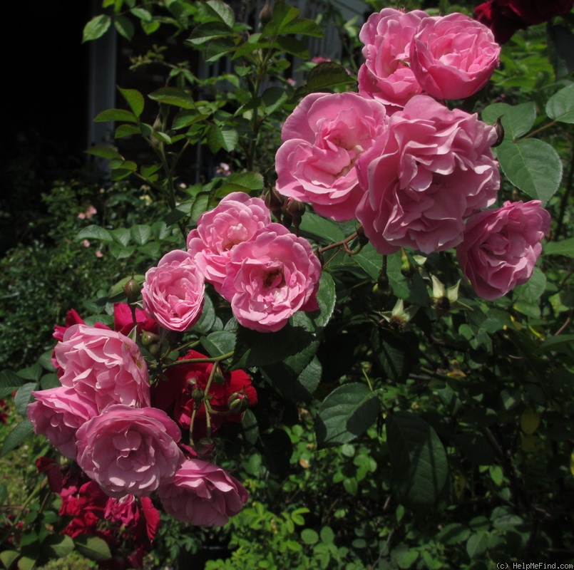'Morey's Pink China' rose photo