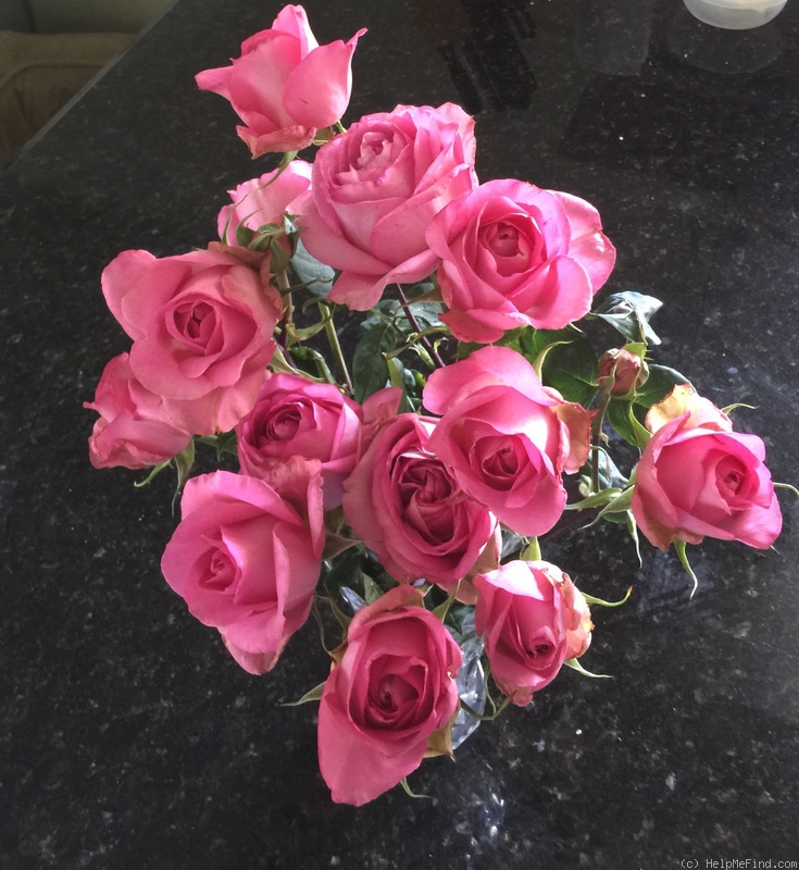 'Vernon Love' rose photo
