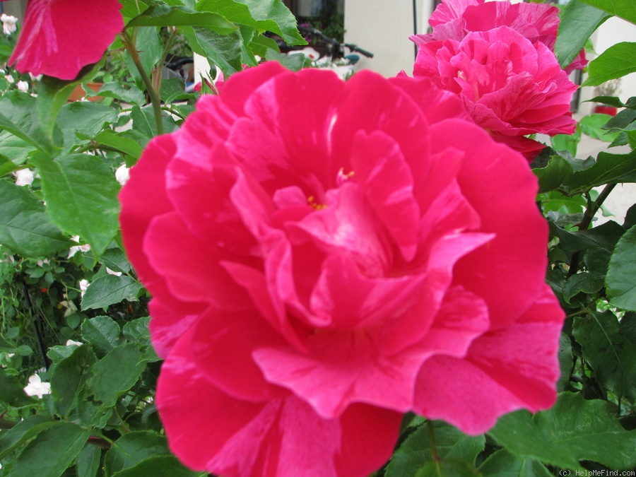 'DELstrimen' rose photo