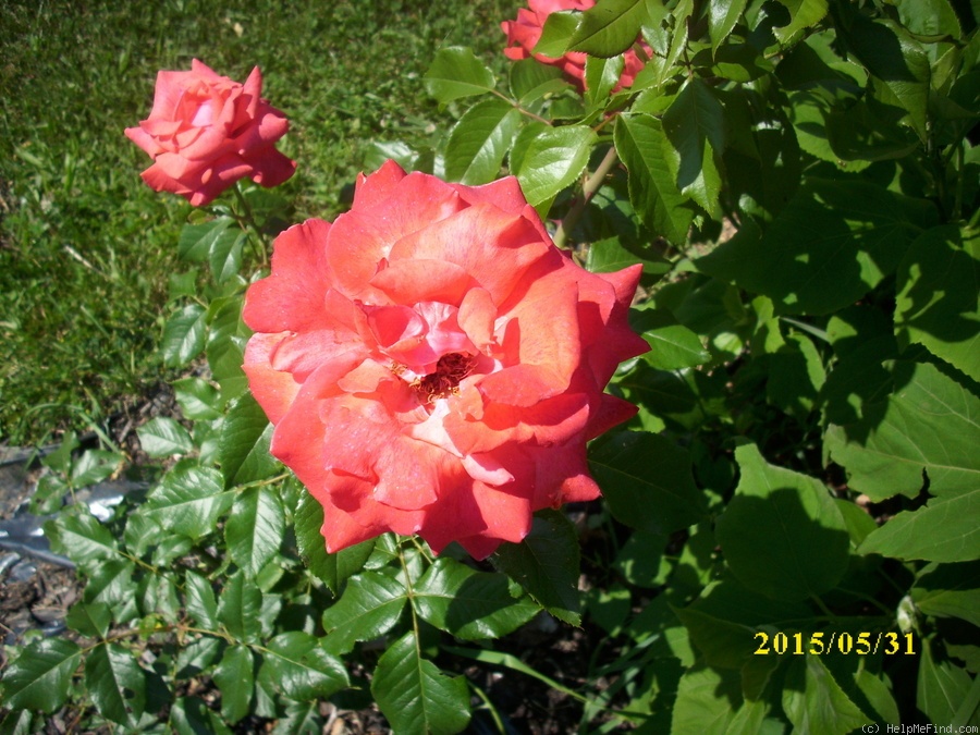 'Cinnamon Dolce' rose photo