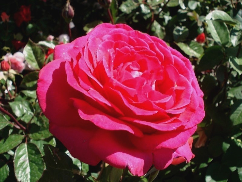 'Sexy Perfumella' rose photo
