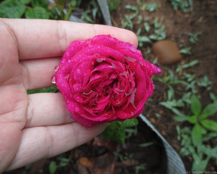 'Ellen Tofflemire' rose photo