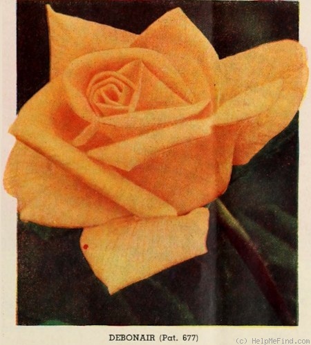 'Debonair' rose photo
