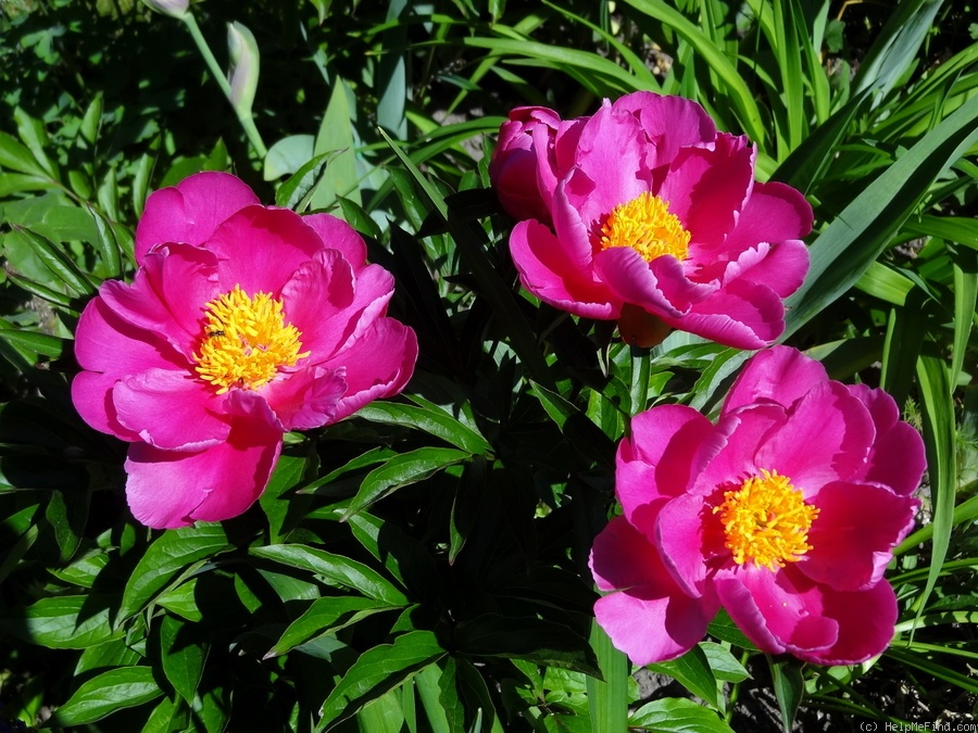 'Little Medicine Man' peony photo