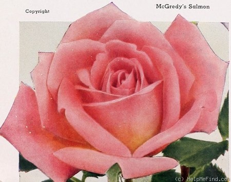 'McGredy's Salmon' rose photo