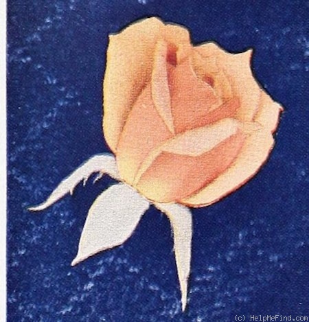 'Boutonniere' rose photo