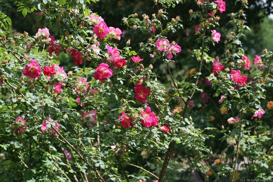 'Frühlingszauber' rose photo
