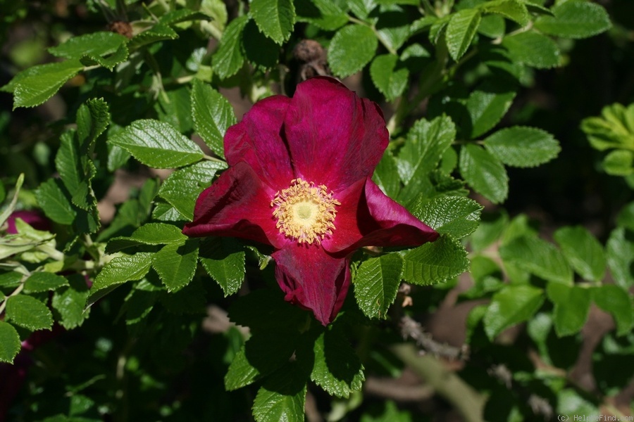 'Rugspin' rose photo