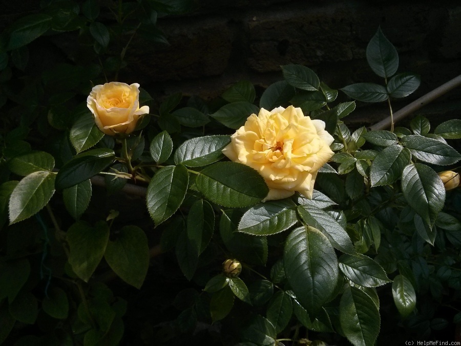 'Summertime (cl. miniature, Warner, 2003)' rose photo