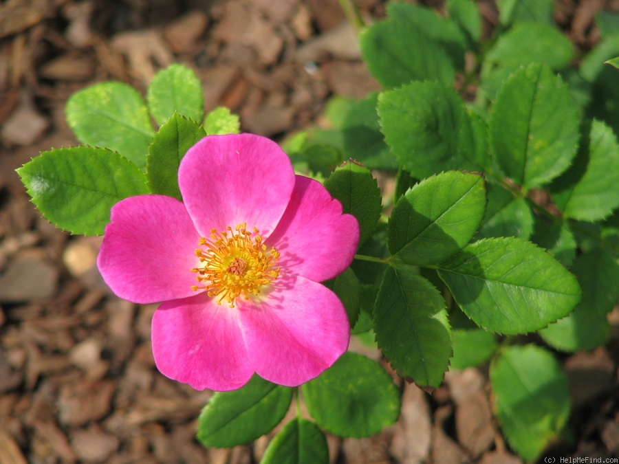 '13GROSE1' rose photo