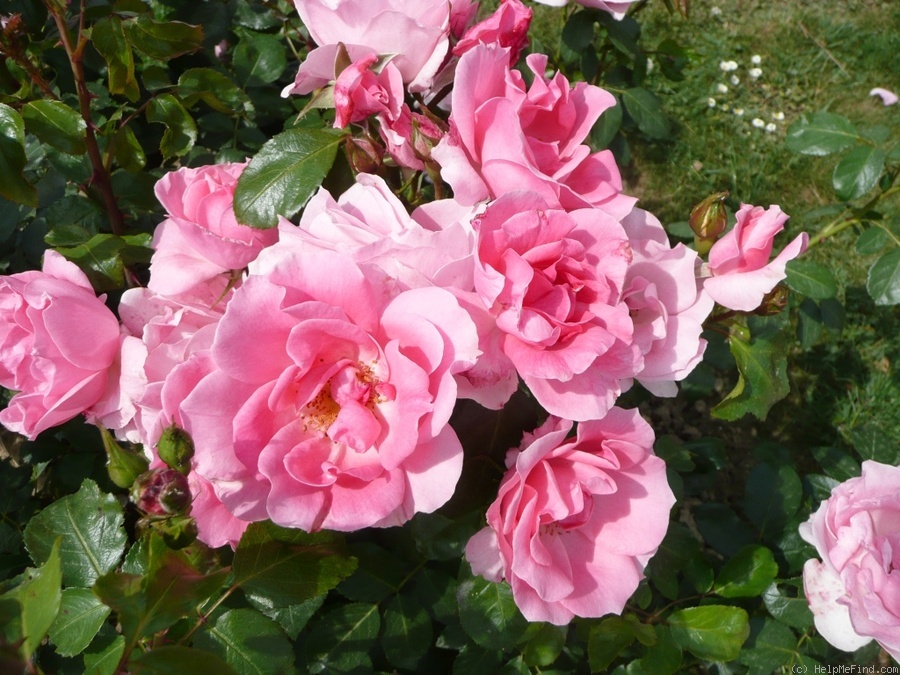 'Coppélia '76 (floribunda, Meilland, 1975)' rose photo