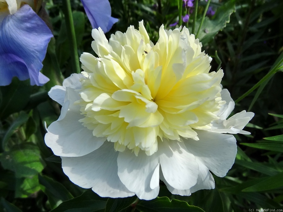 'Laura Dessert' peony photo