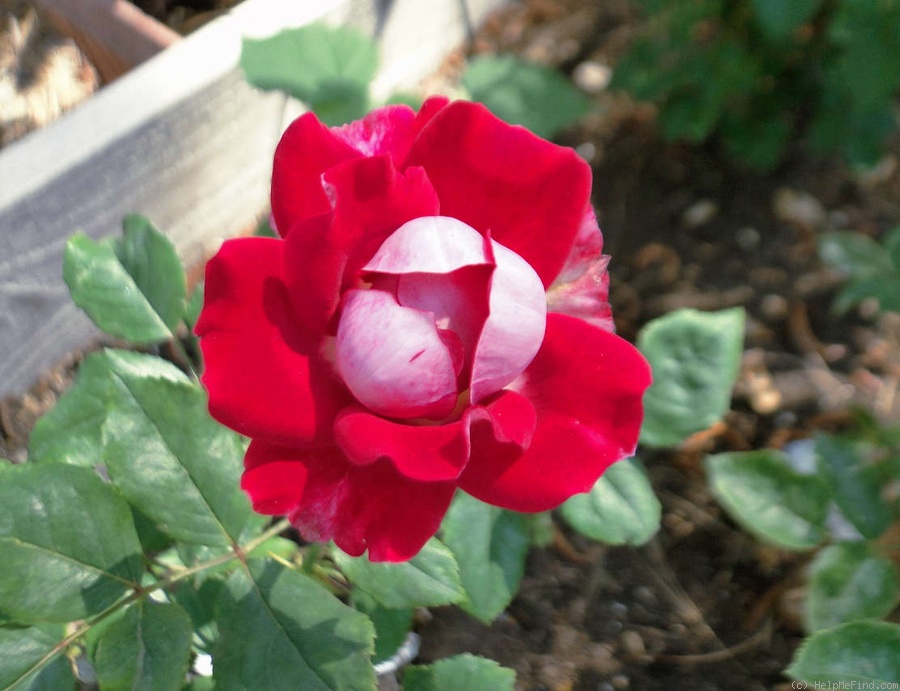 'Take It Easy™' rose photo