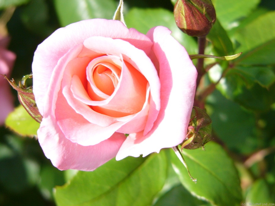 'TANelleira' rose photo