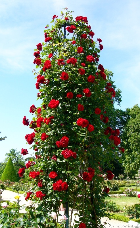 'Morning Jewel' rose photo