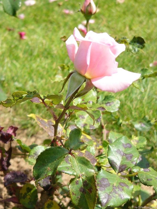 'Frylustre' rose photo