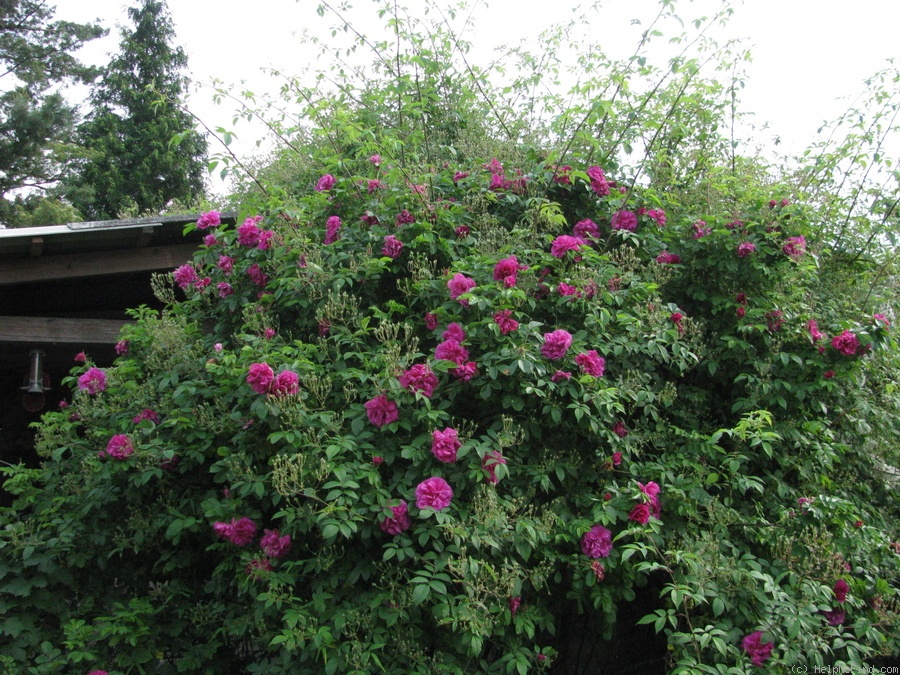 'Hansa (Rugosa, Schaum & Van Tol, 1905)' rose photo