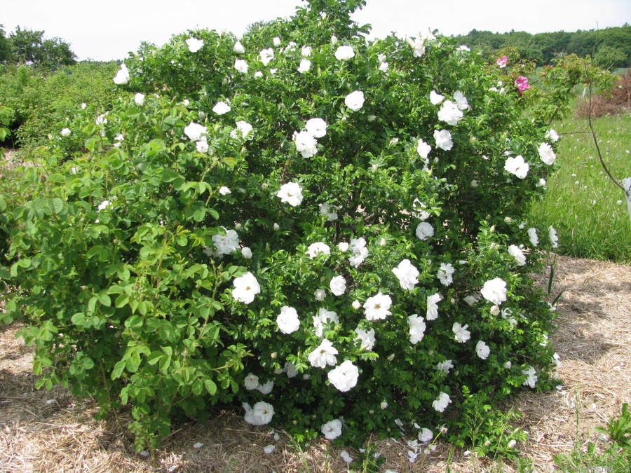 'Blanc Double de Coubert (Rugosa, Cochet-Cochet, 1892)' rose photo