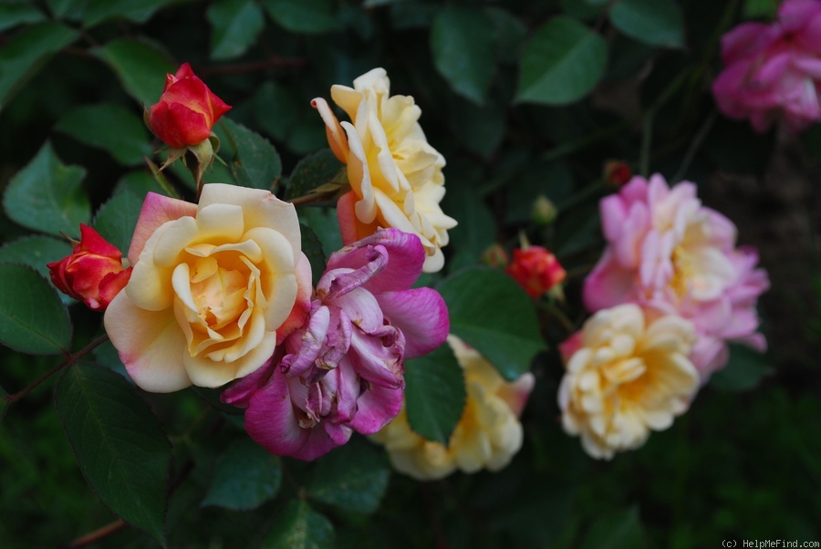 'Apricot Bells' rose photo